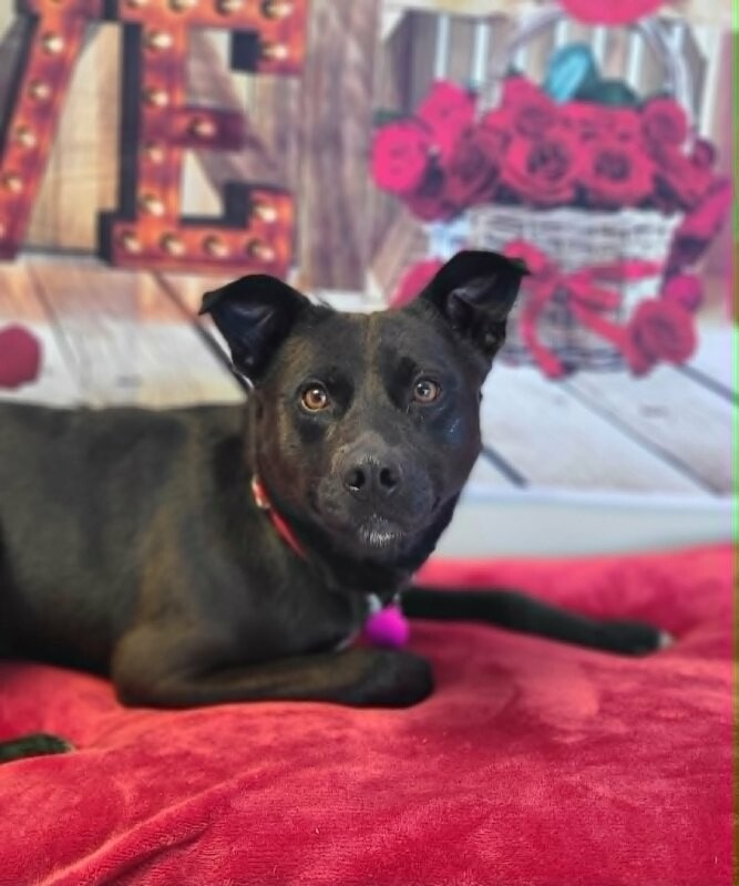 Picture of the Animal Listed